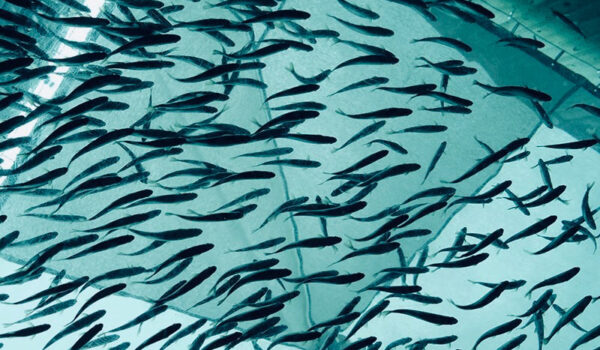 Fish-Farms-Aquaculture