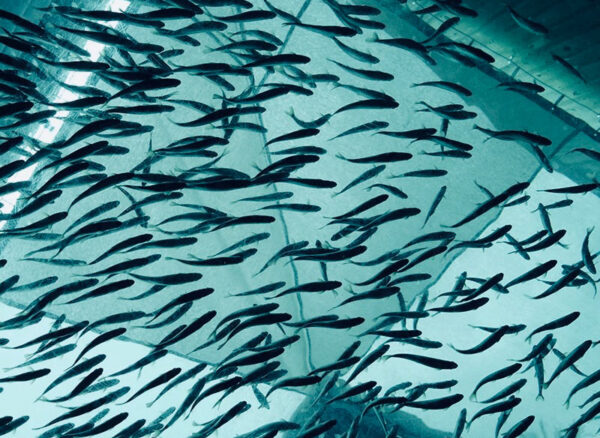 Fish-Farms-Aquaculture