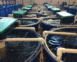 Why MBBR Media Determines the Stability Limits of RAS Aquaculture Systems