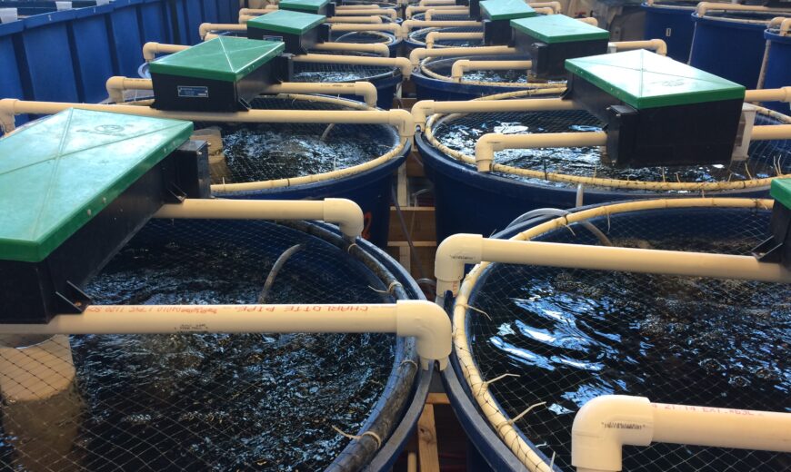 mbbr media in ras biofilter