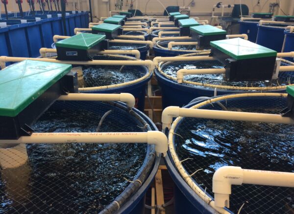 mbbr media in ras biofilter