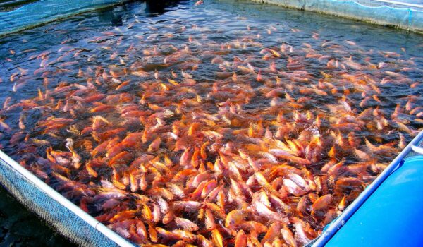 MBBR media in aquaculture biofilter tank