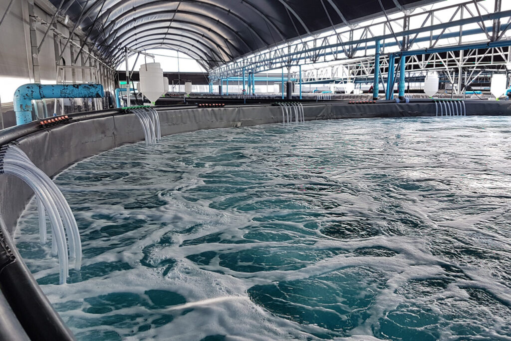 carrier media for RAS fish farm system