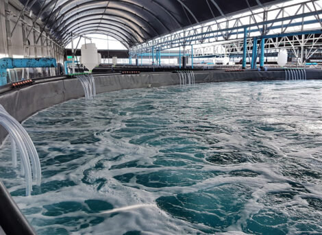 carrier media for RAS fish farm system