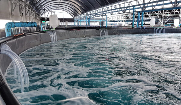 carrier media for RAS fish farm system