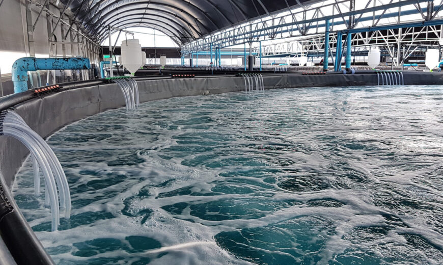 carrier media for RAS fish farm system